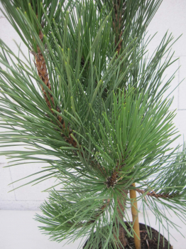 Preview: Pinus tabuliformis 3